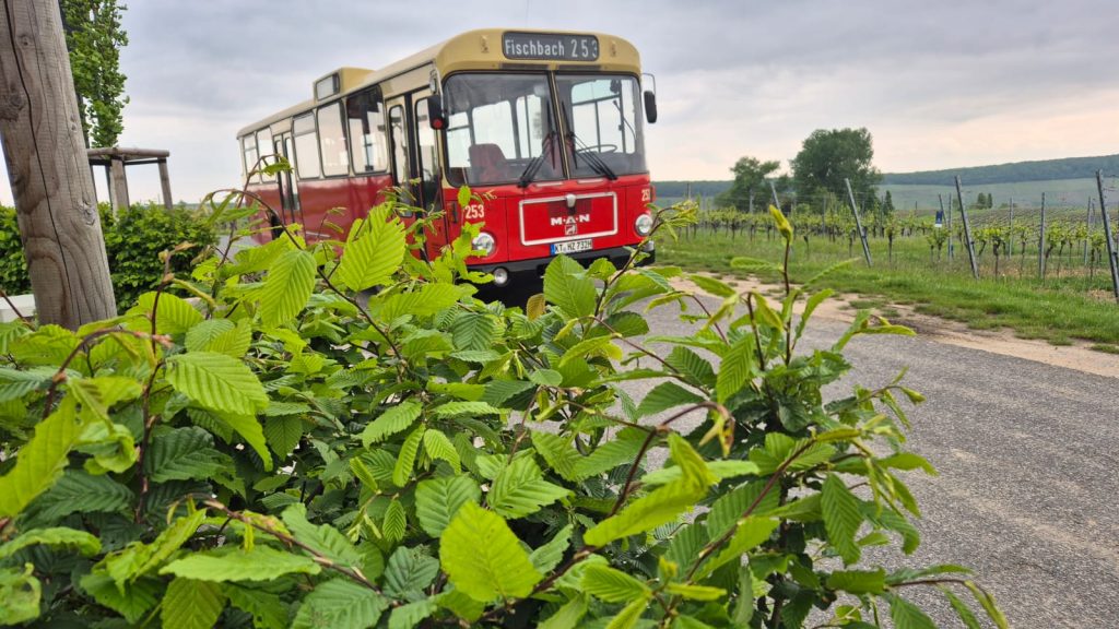 Unser Oldtimerbus MAN SL 200 in Nordheim am Main, in den Weinbergen